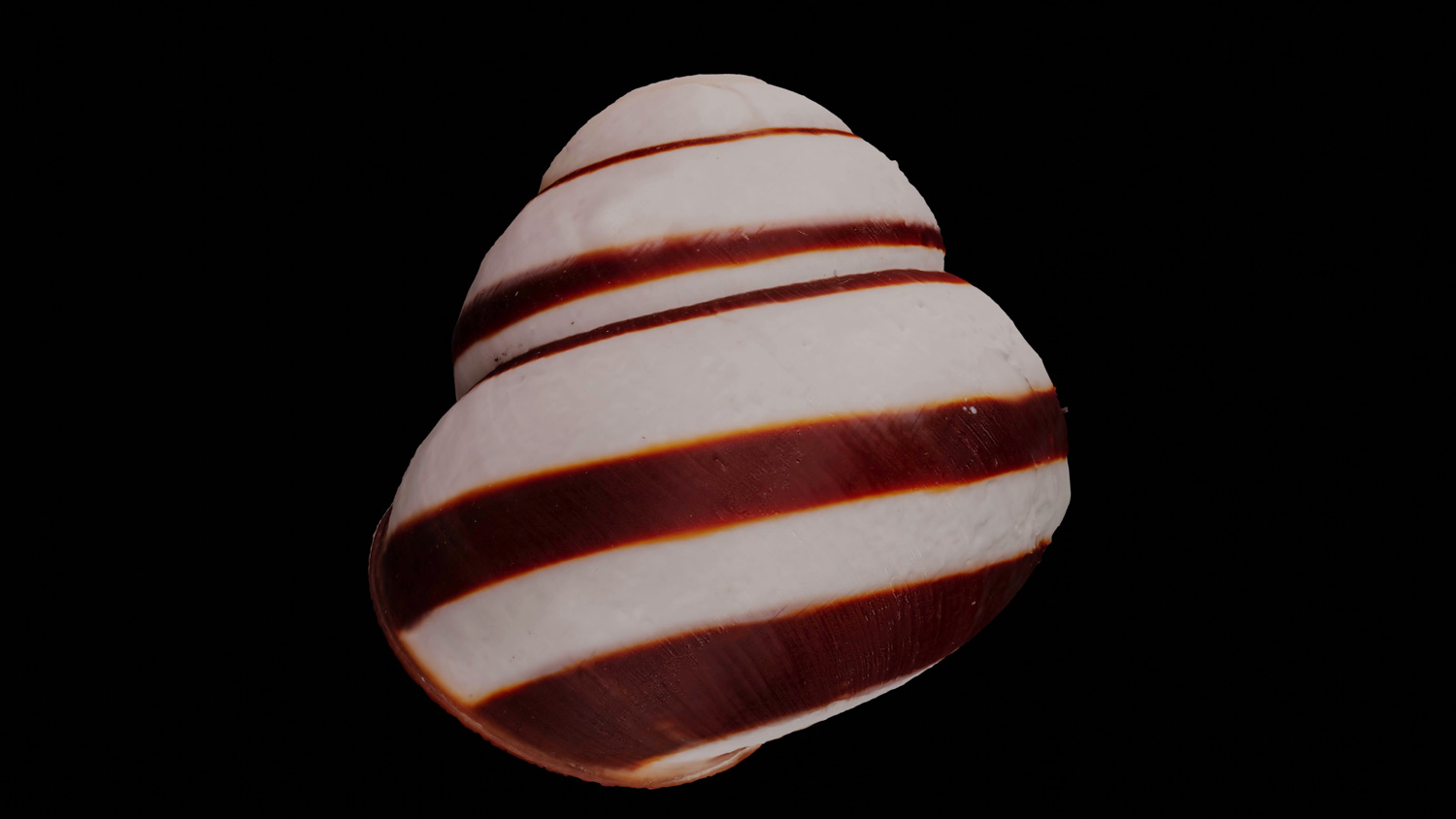 Calocochlia roissyana 